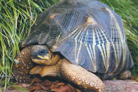 &#8216;Grave concerns&#8217; for Perth Zoo&#8217;s stolen rare tortoise