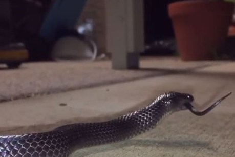 &#8216;Cannibal&#8217; snake makes meal out of second snake