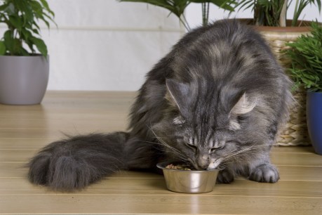 Some cat food brands could cause &#8216;severe illness&#8217;