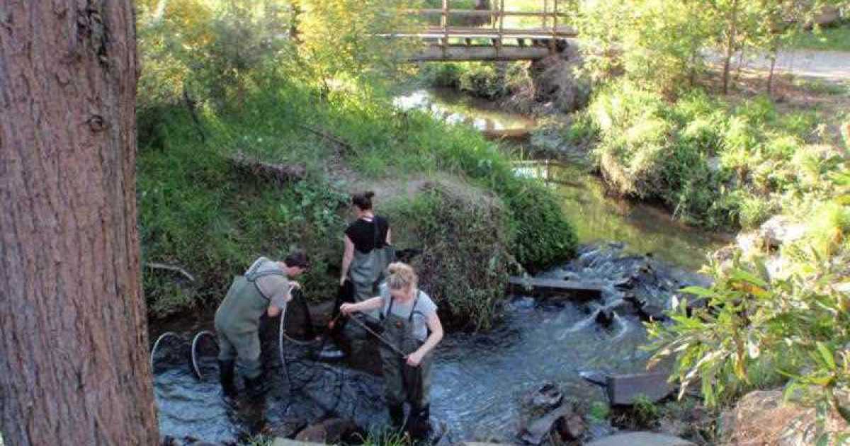 Australia's oldest platypus found in Melbourne | The New Daily