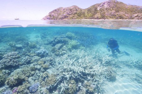 Great Barrier Reef coral bleaching threat increased