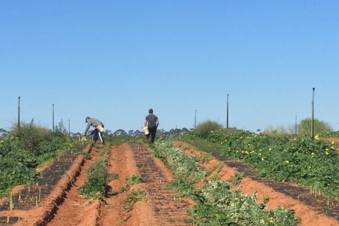 Labour hire companies are advertising for backpacker-only farm positions.