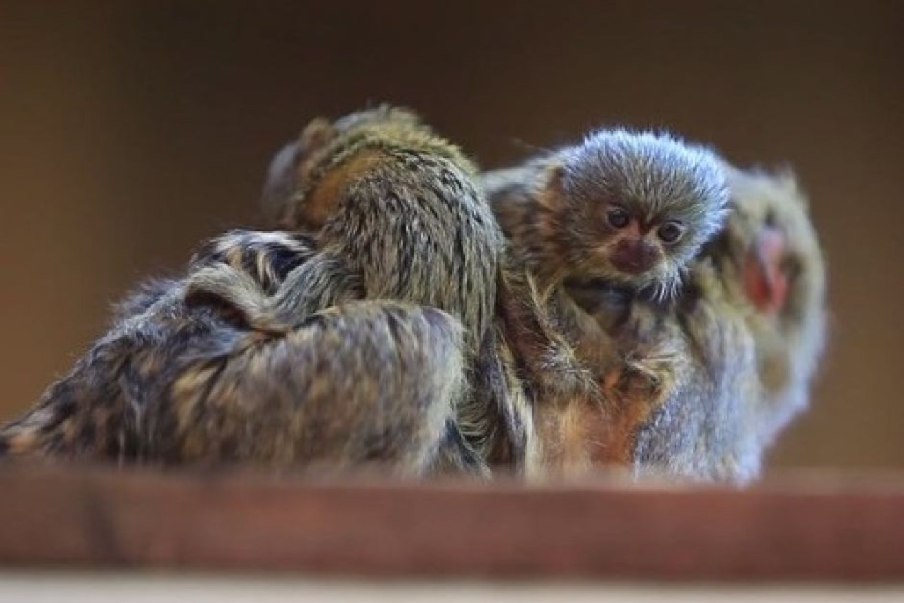 The marmosets are part of a co-ordinated breeding program.