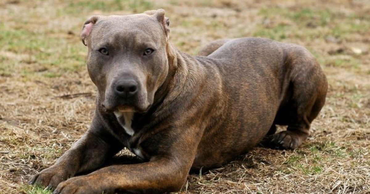 Queensland moves to ban five ‘dangerous dog’ breeds