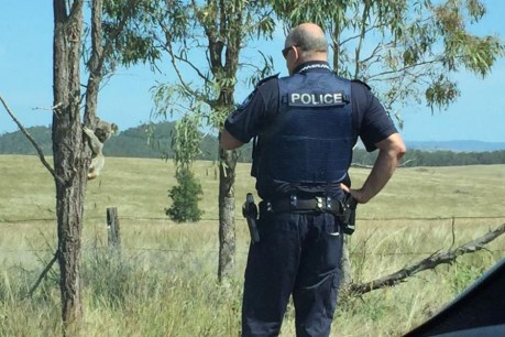 Police order koala off Brisbane Valley Highway