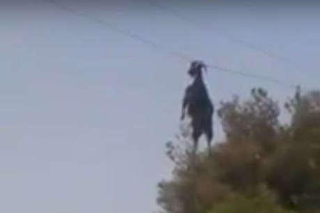 Goat dangling from cable by horns rescued in Greece