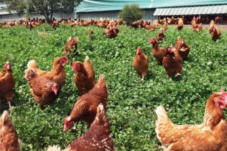 Forget free range &#8230; pastured eggs are the &#8216;in thing&#8217;