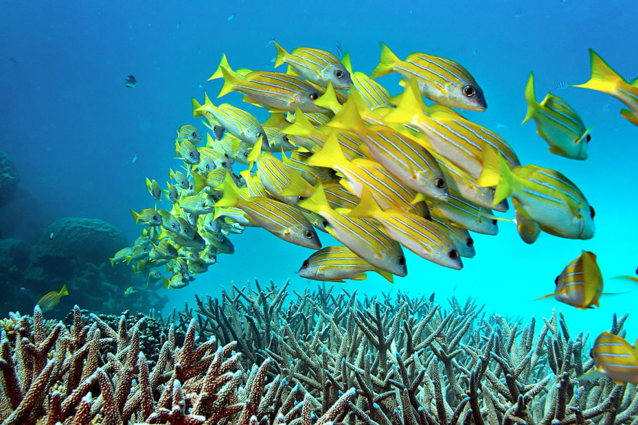 The reef is struggling under global warming pressure. Photo: Getty