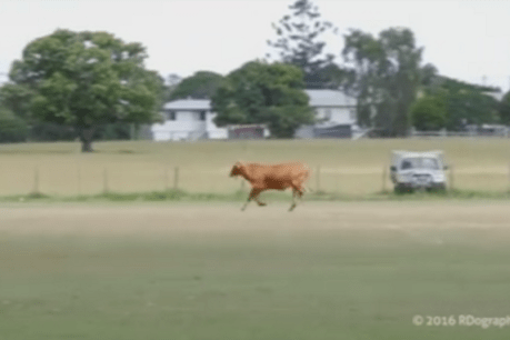Video: rogue bull charges junior soccer players