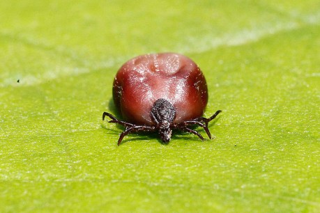 Tick saliva could hold key to treating blood disorders