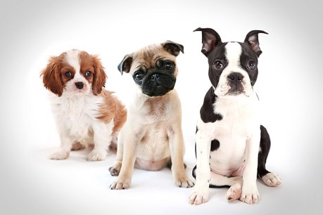 Demand for designer dogs leads to health issues