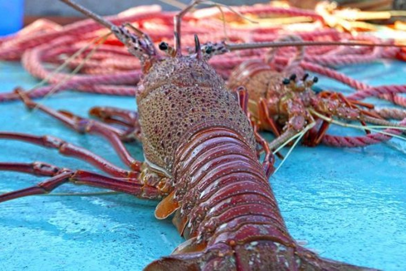 Lobsters are set to become cheaper on the local market due to international market closures. 