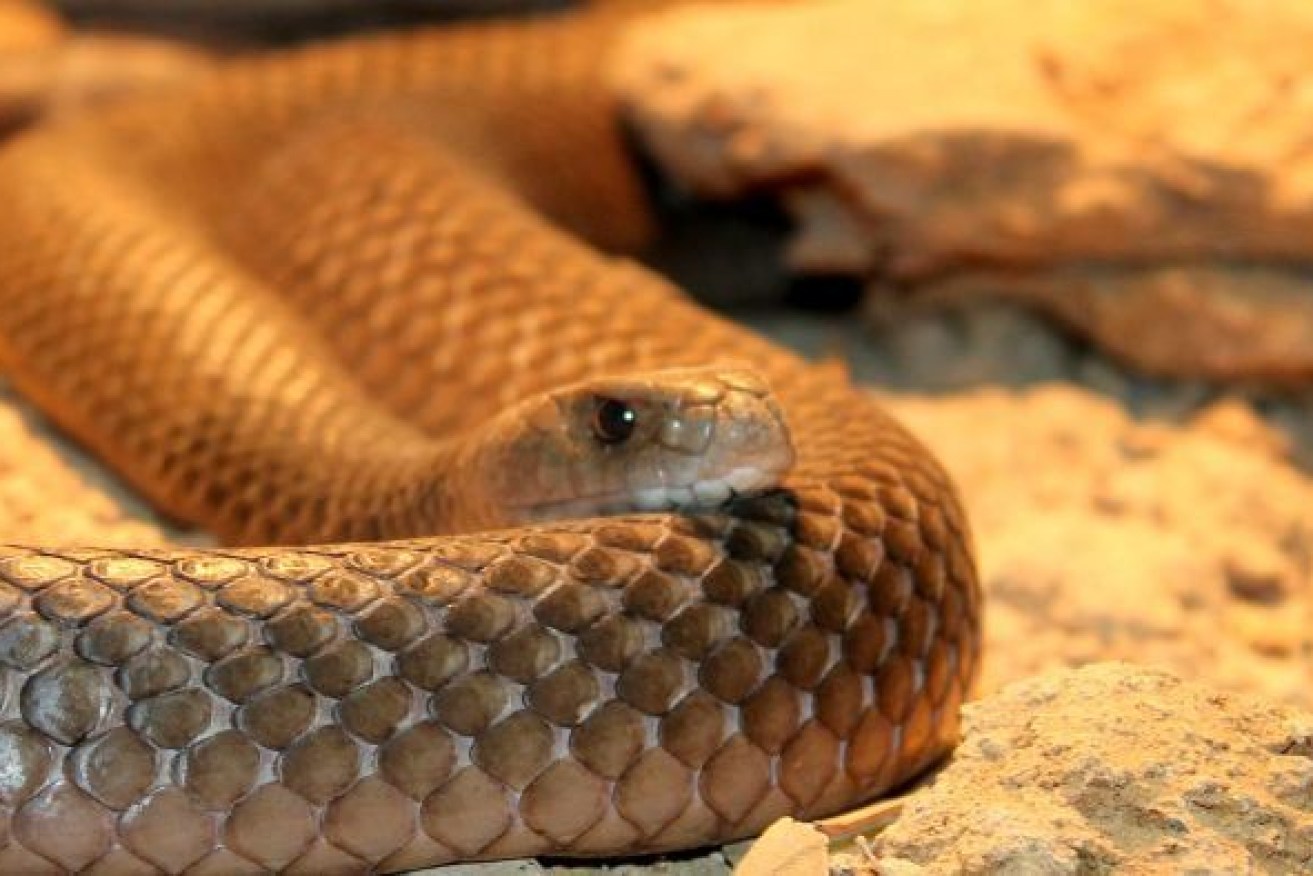 A 77-year-old man is fighting for life after being bitten by a taipan between his toes in his home north of Cairns