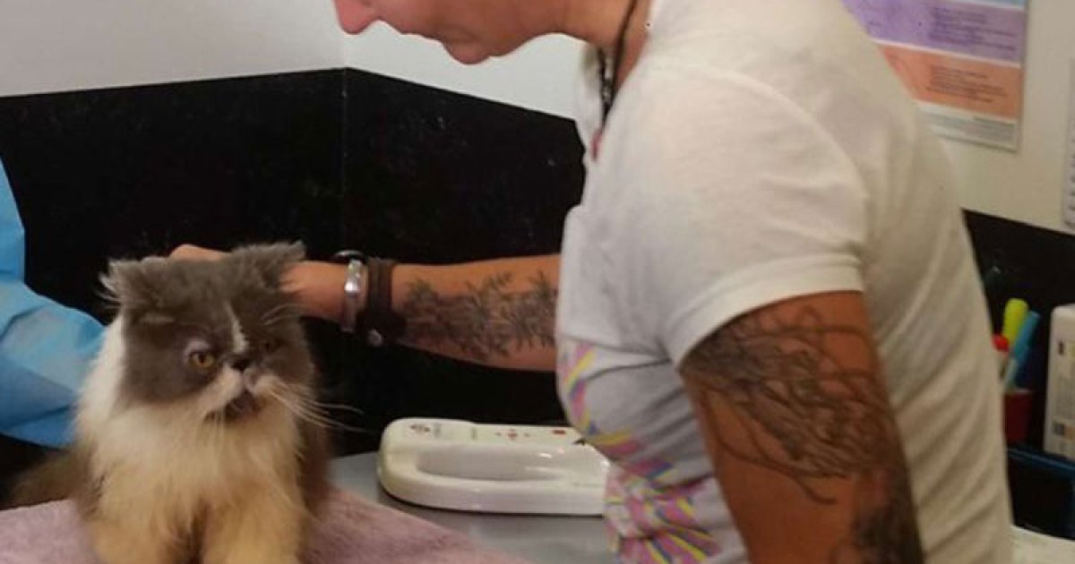 Missing cat reunites with owner, 5 years on | The New Daily