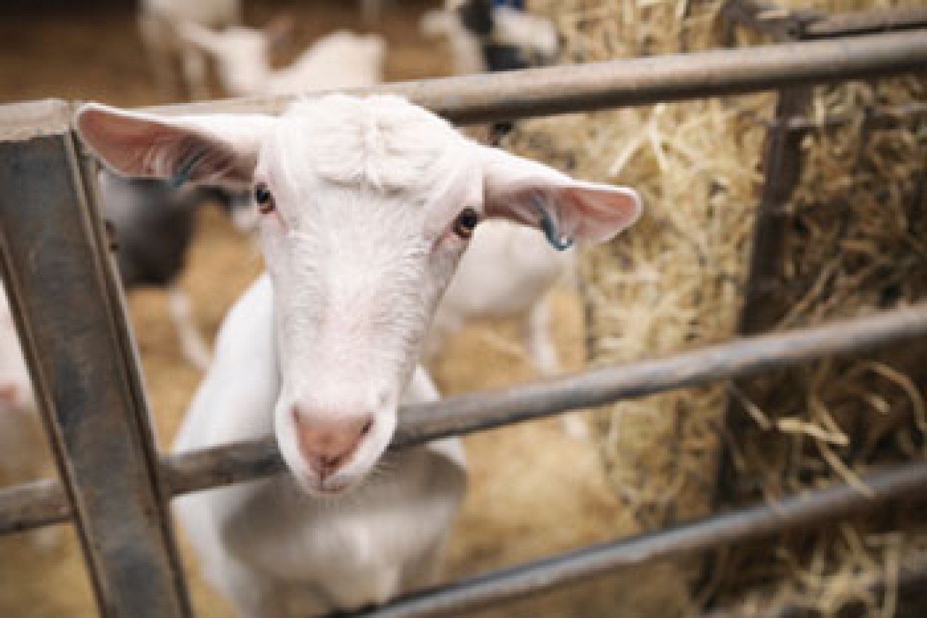 Help out a struggling animal sanctuary and invite a goat to your next virtual meeting.