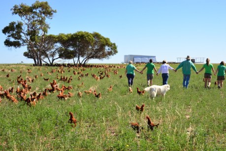 Good eggs: the best free range farm in Australia