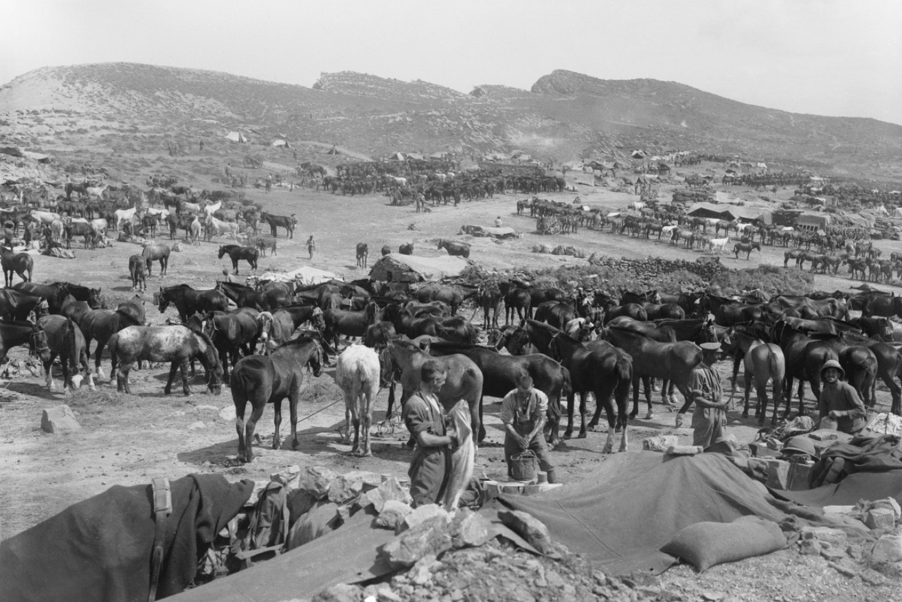 Soldiers and horses at Gallipoli during WW1. Photo: Getty