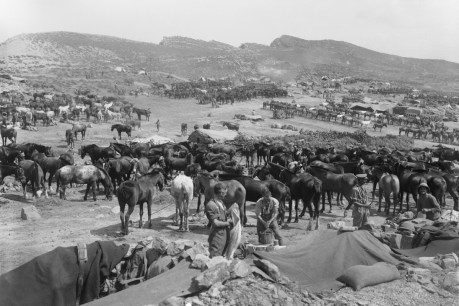 Anzac service acknowledges fallen horses of war