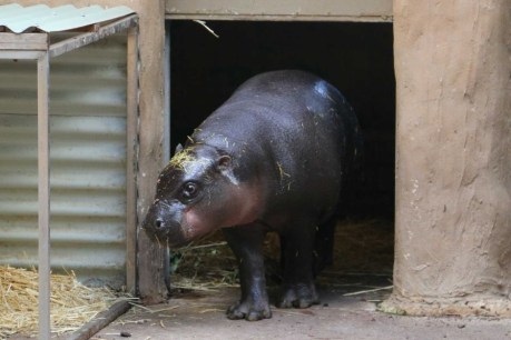 Adelaide Zoo welcomes 11mo pygmy hippo