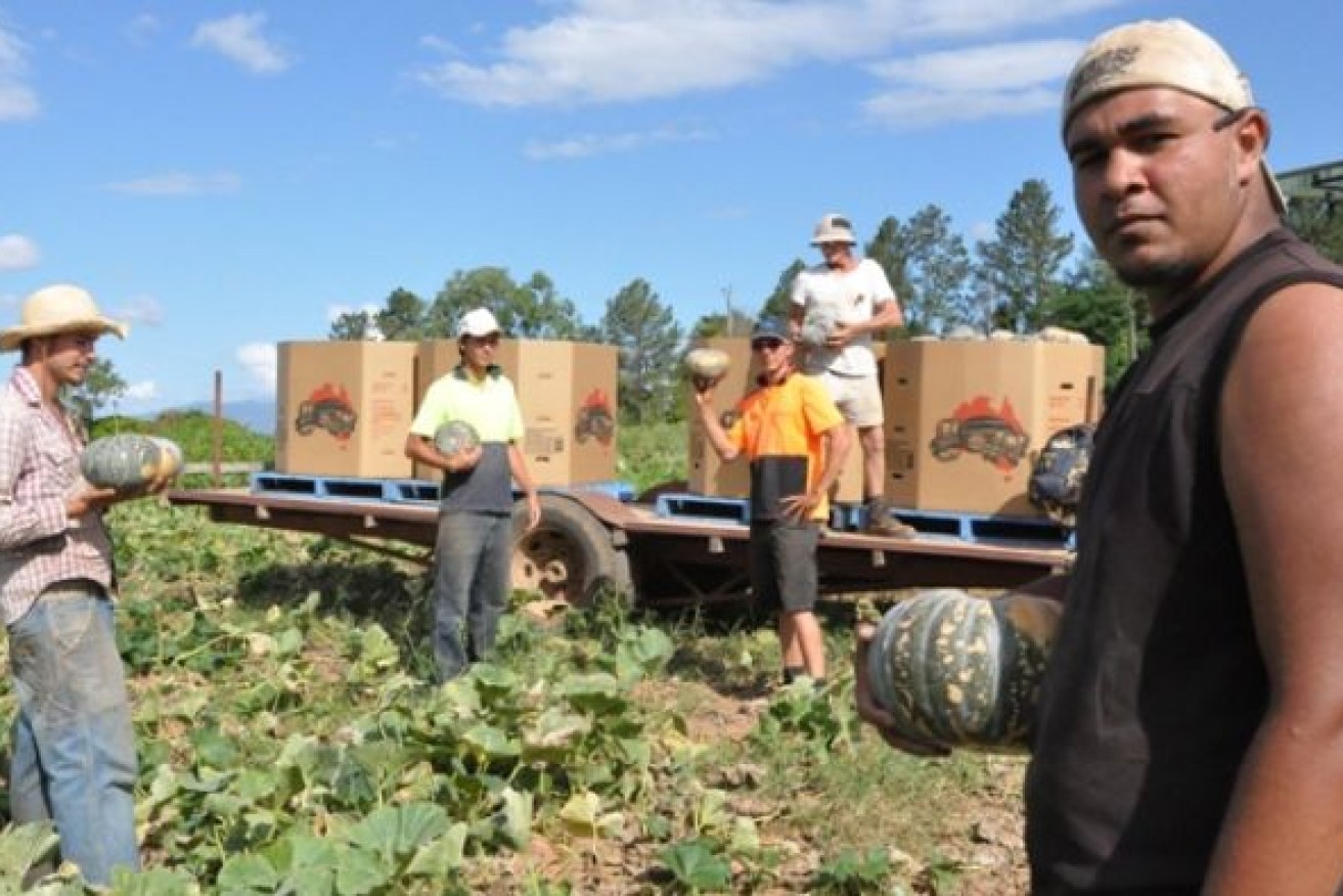 Backpackers are relied on for seasonal picking work in regional Australia. Photo: Supplied.