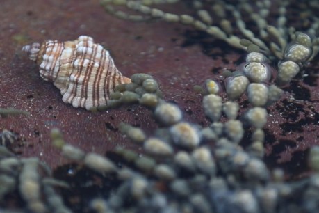Sea snail discovery proving powerful in cancer fight