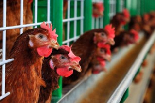 Fifth Victorian chicken farm detects bird flu