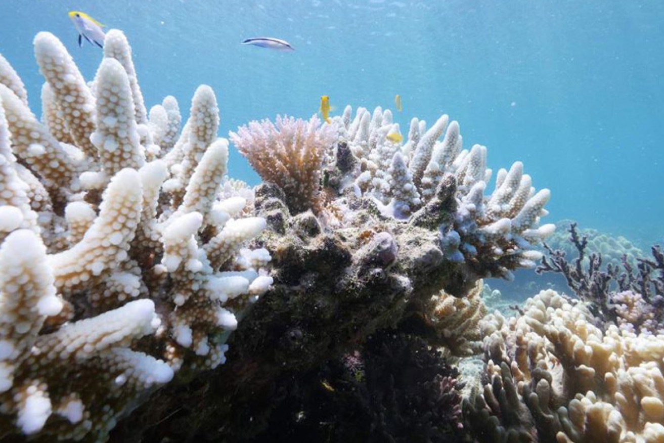 Rising temperatures have already resulted in a mass coral bleaching at the Great Barrier Reef.