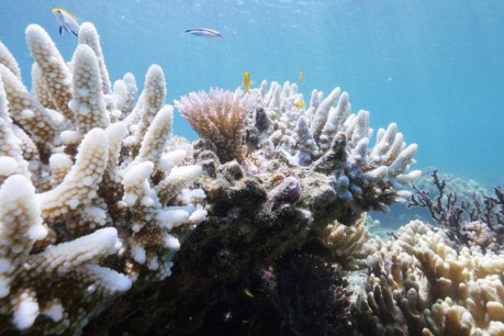 More Great Barrier Reef coral dies, report finds
