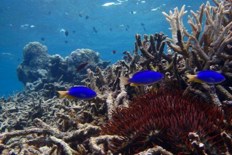 Great Barrier Reef beyond repair in five years: scientists