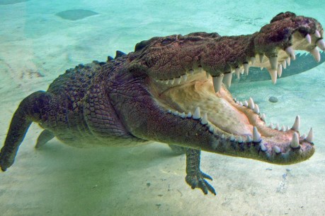 NT croc drowning victim &#8216;died happy&#8217;: son
