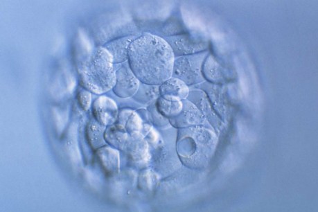 Human embryos cultured in lab for up to 14 days