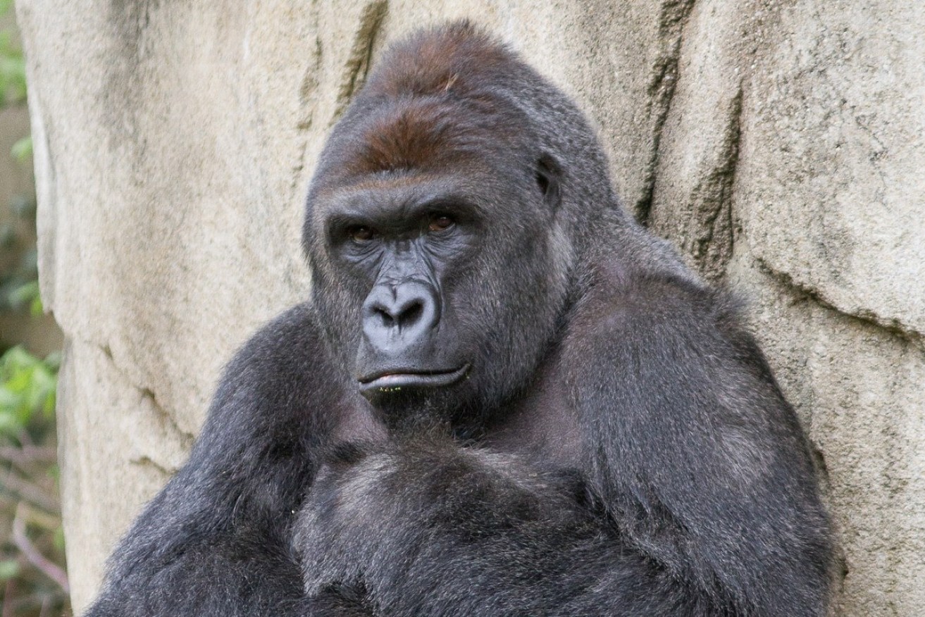 Harambe had lived in Texas prior to Cincinatti. Photo: Flickr