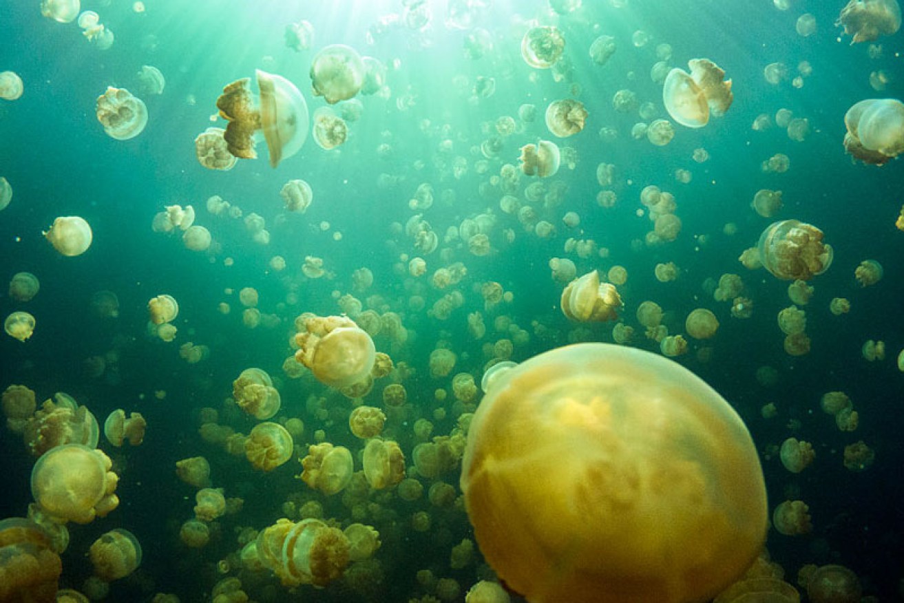 Israeli researchers say look to the Moon, rather than the wind, to predict jellyfish swarms.