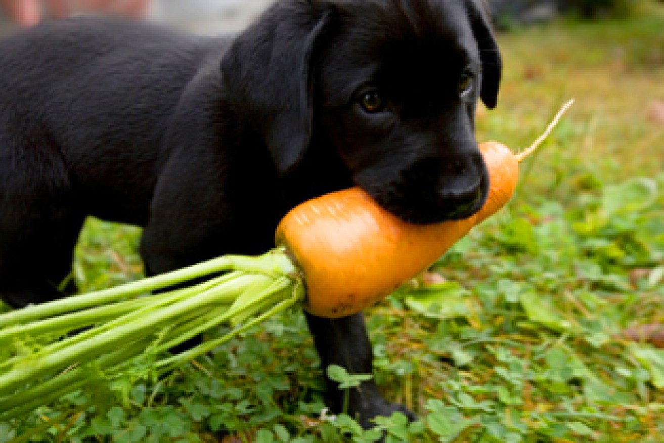 Absolutely anything is on the menu. Photo: Getty