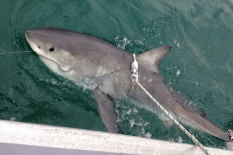 Five great white sharks caught in NSW nets