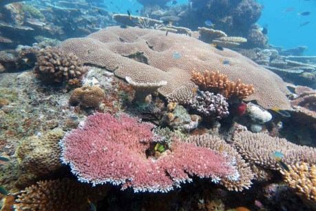 Parts of Great Barrier Reef increasing in coral: survey
