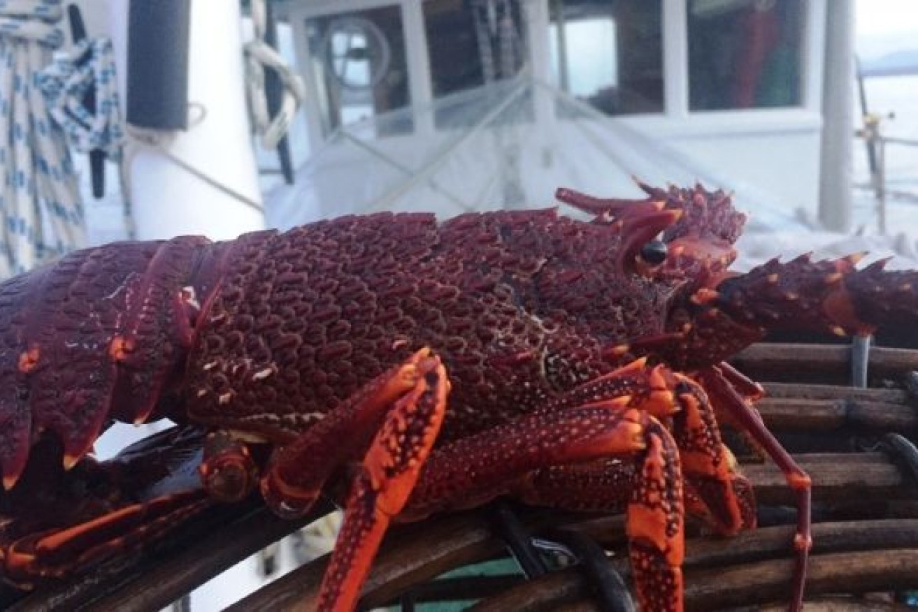 South Australian lobster is probably the highest-priced lobster in the world.