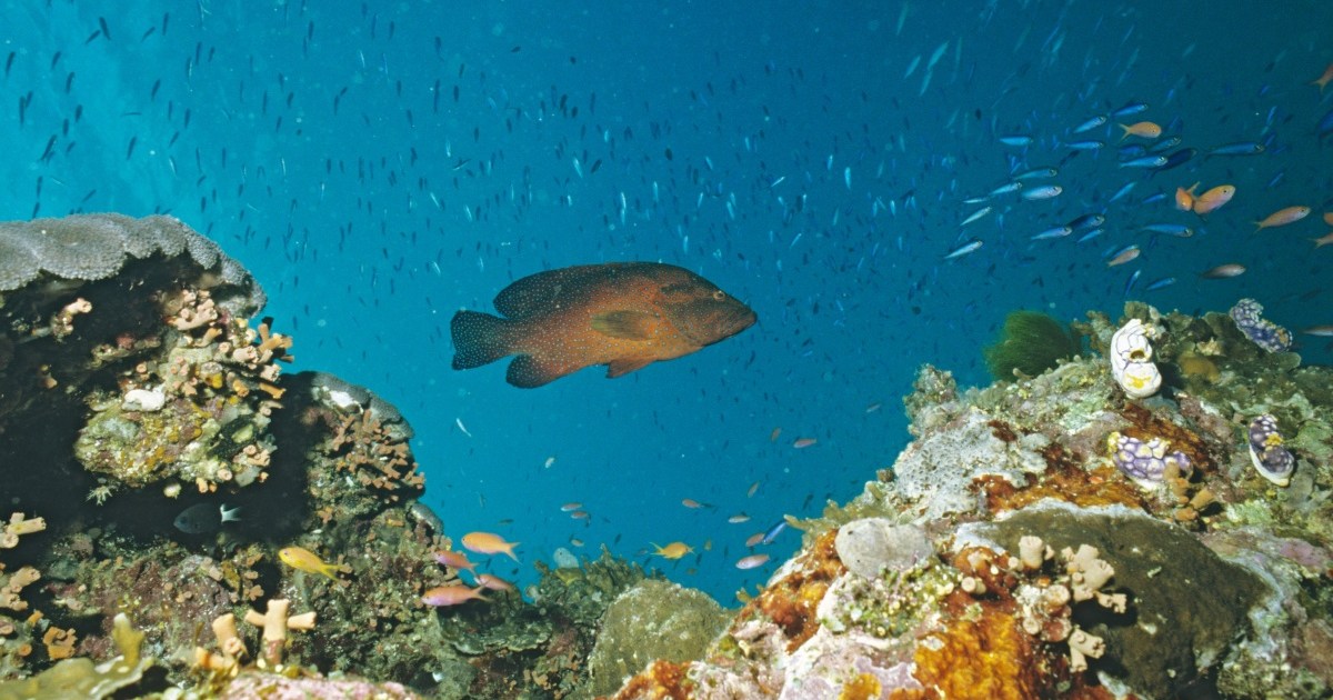 Reef bleaching could cost $1 billion a year | The New Daily