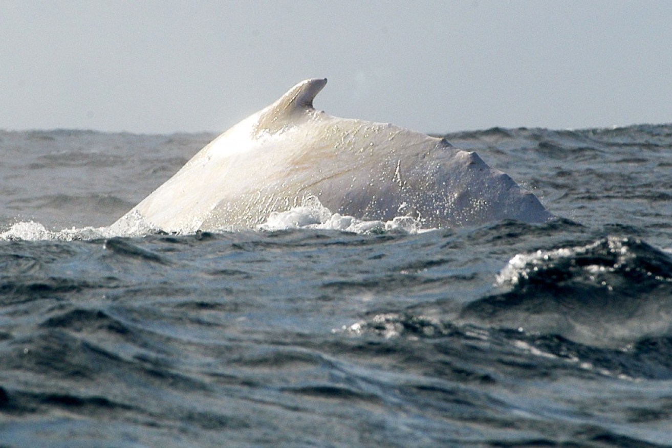 The dorsal of a white whale that has been affectionately named Migaloo, off Byron Bay.