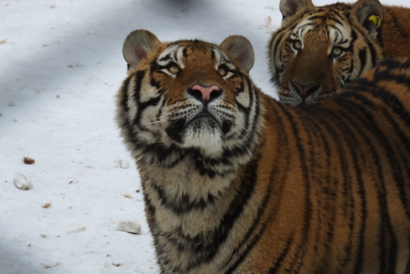 Siberian tigers at a wildlife park in Beijing attacked women.