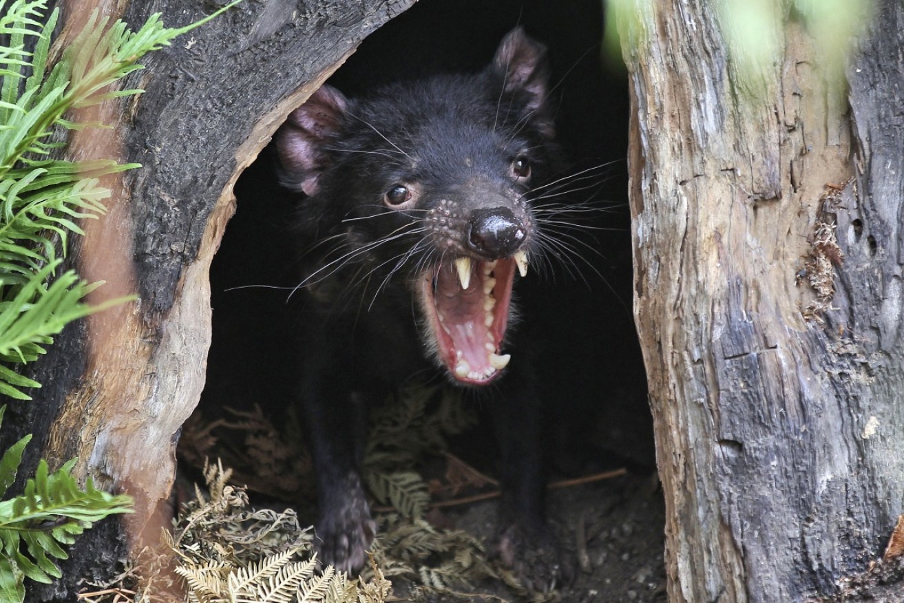 Researchers found a tooth belonging to the distant relative of the Tasmanian devil in outback Queensland.