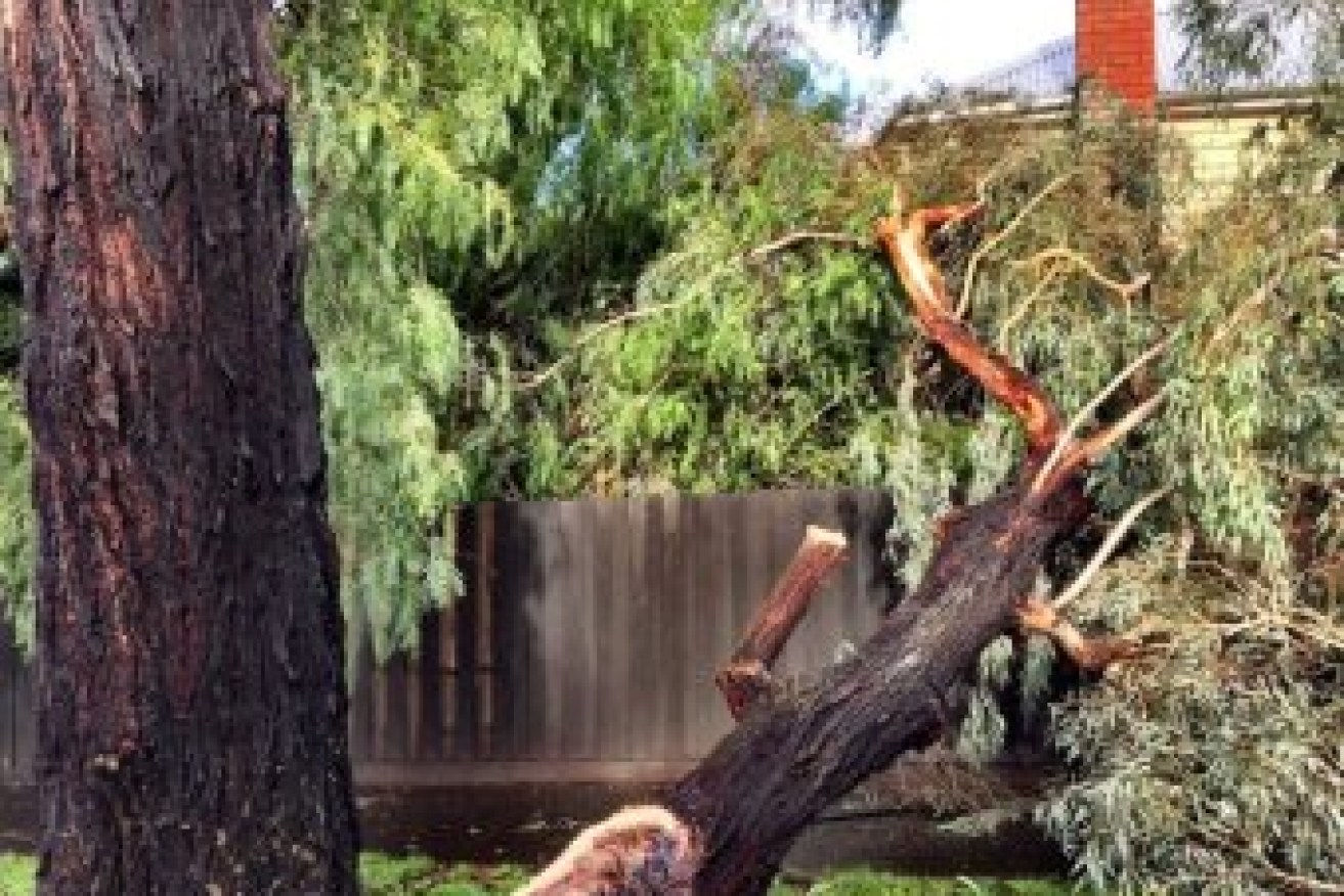 This tree narrowly missed a home in Bendigo. Photo: ABC