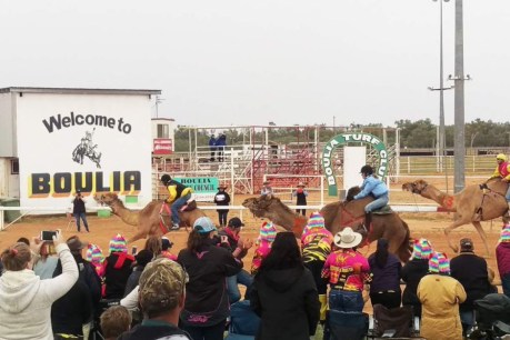 Camel-power takes to the track at dusty Boulia