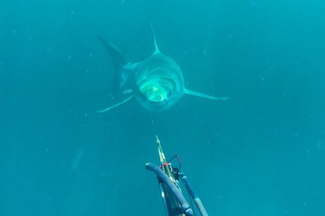 Diver comes face-to-face with great white shark