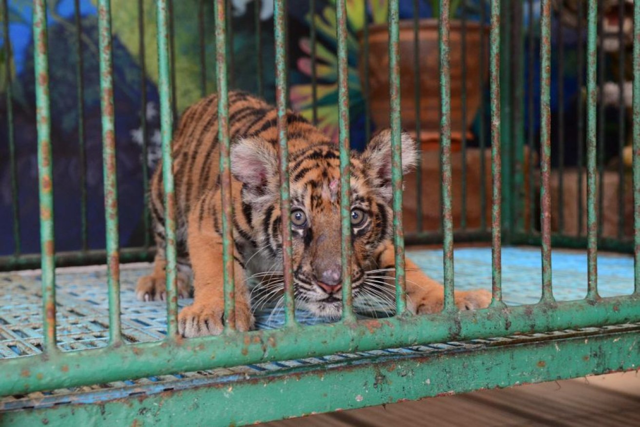 A tiger cub appears distressed at an animal tourism venue in Thailand.
