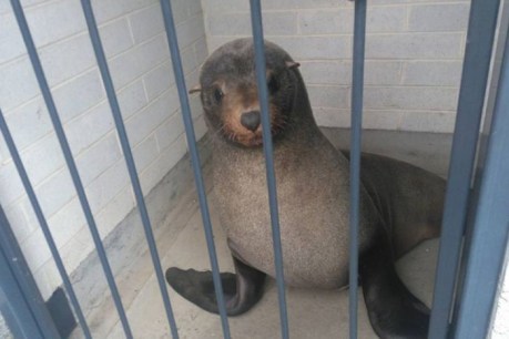 &#8216;Sammy&#8217; the seal saved from Tasmanian toilet