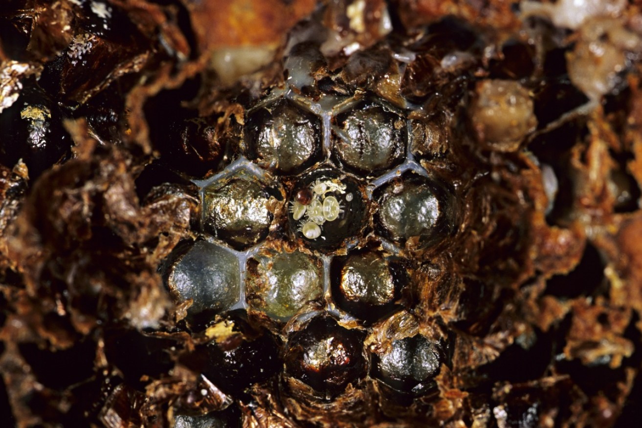 The varroa destructor has the capacity to wipe out huge numbers of the European honey bee. Photo: CSIRO