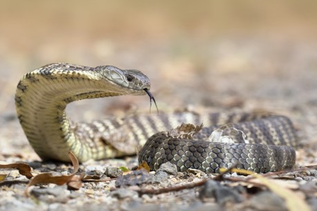 Poisonous reptiles found in Geelong home