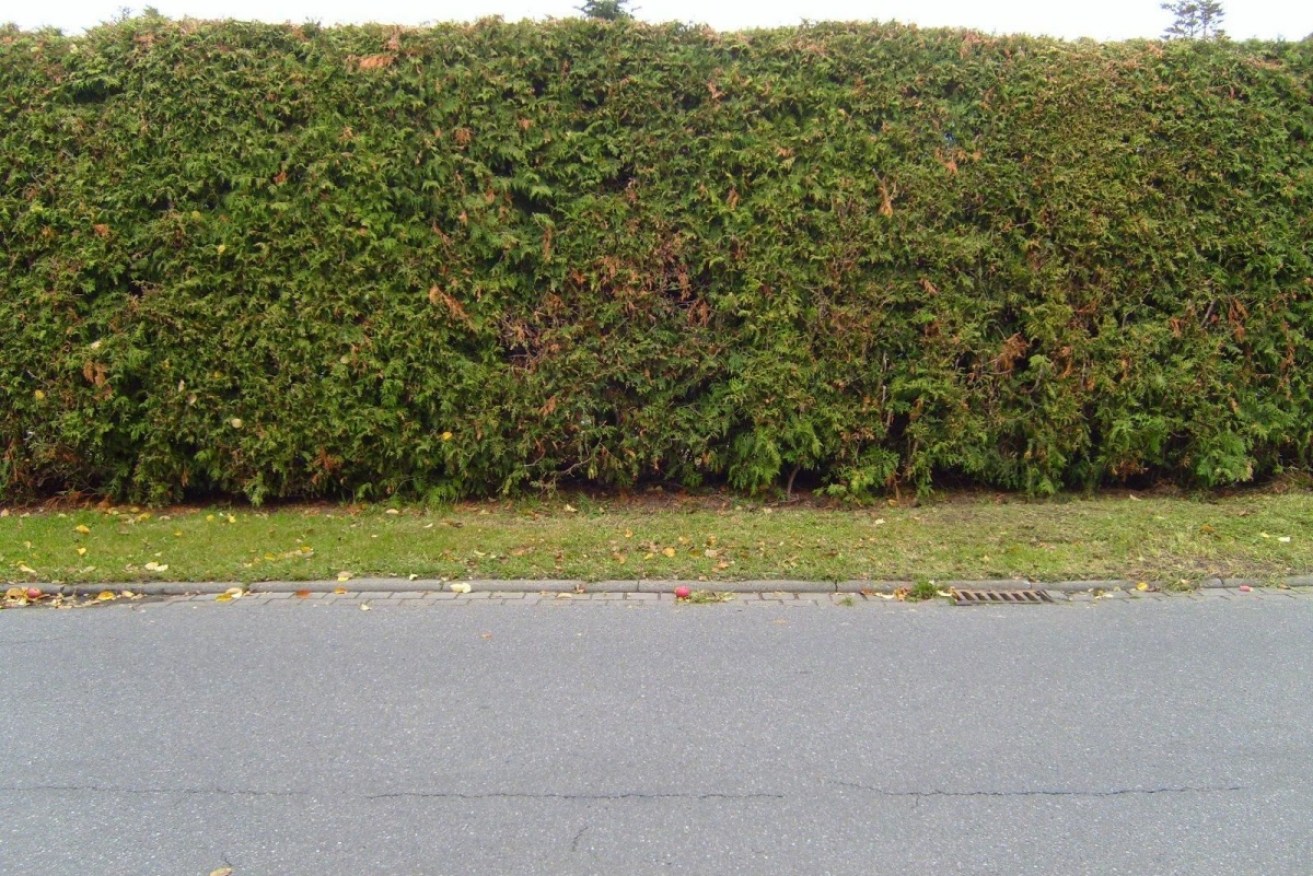 A conifer hedge similar to the one stolen.