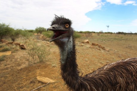 Video: Running emu streaks across Queensland road